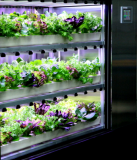 LED Auto Control Hydroponic Systems